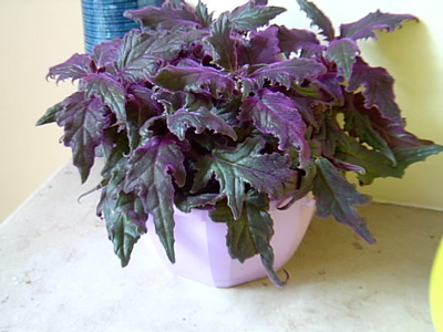 Purple passion velvet plant, its fuzzy deep-purple serrated leaves overflowing a pale lilac pot Purple passion velvet plant, its fuzzy deep-purple serrated leaves overflowing a pale lilac pot