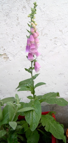 Tall foxglove stem with pink bell flowers rising against a peeling whitewashed wall
