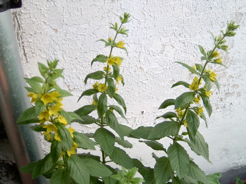 Three stems of yellow loosestrife (wederik) with whorled yellow flowers against a peeling white wall, beside a metal drainpipe