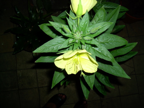 Evening primrose (teunisbloem) seen from above at night, two pale yellow flowers on a rosette of narrow leaves, photographer's shoes visible below Evening primrose (teunisbloem) seen from above at night, two pale yellow flowers on a rosette of narrow leaves, photographer's shoes visible below