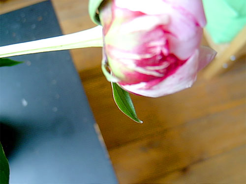 A pink-and-white peony bud leaning across the frame above a wooden floor — birthday flowers