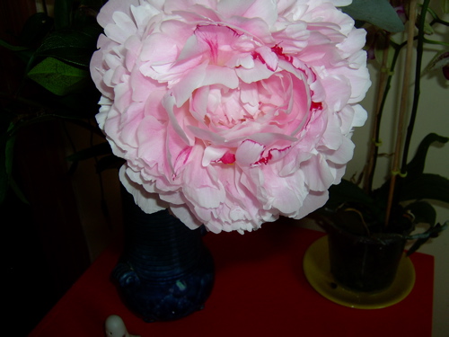 An enormous pale pink peony bloom overwhelming its blue vase on a red table, an orchid pot beside it
