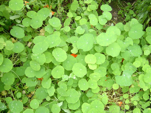 A carpet of round nasturtium leaves with a few hidden orange flowers, seen from above