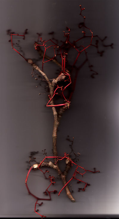 Scanner image of a dry vine sprig: red wiry stems and tiny dark berries branching off a woody twig on a black ground