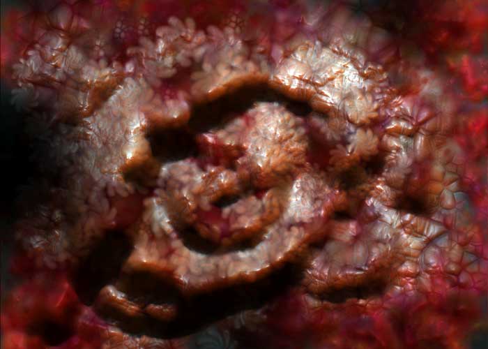 Macro through a kaleidoscopic lens: a carved rosette embossed in reds and flesh tones, dissolving into flower-mosaic blur