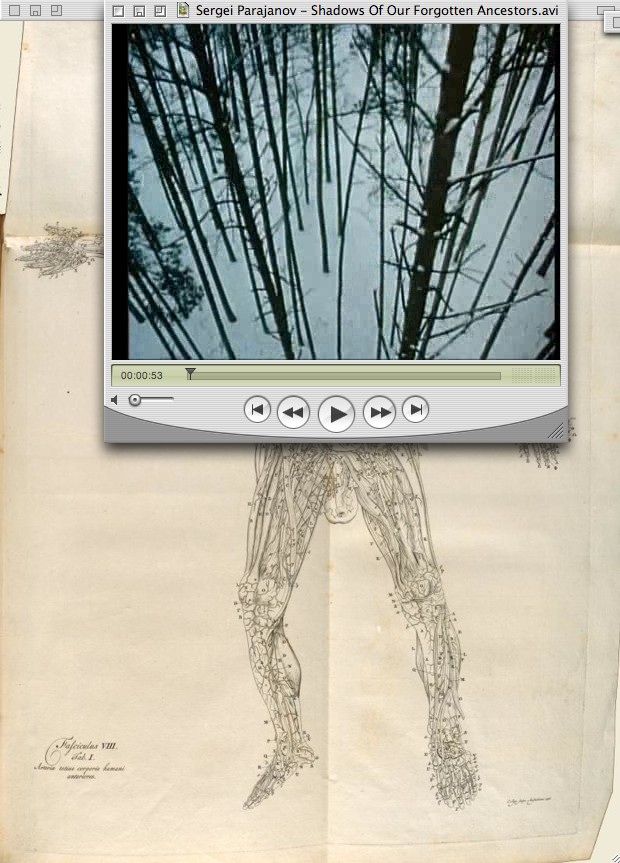 QuickTime window playing Parajanov's Shadows of Our Forgotten Ancestors (winter birches) over an engraved anatomical plate of dissected legs QuickTime window playing Parajanov's Shadows of Our Forgotten Ancestors (winter birches) over an engraved anatomical plate of dissected legs