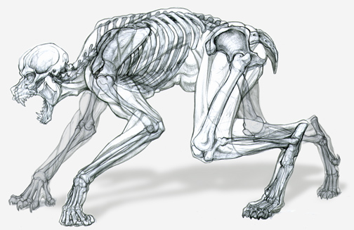 Anatomical fantasy drawing: skeleton of a crouched werewolf-like creature, skull snarling, drawn inside its transparent body outline