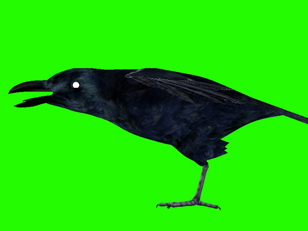 Textured 3d crow standing on flat chroma green, beak open mid-caw