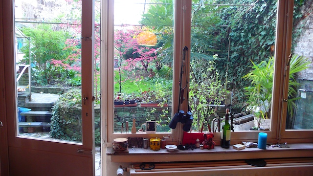 The koer through open kitchen windows: pink Japanese maples and spring green, binoculars and clutter on the sill, a wine bottle at the edge The koer through open kitchen windows: pink Japanese maples and spring green, binoculars and clutter on the sill, a wine bottle at the edge