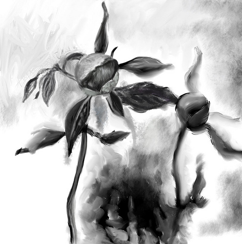 Grayscale digital painting of two drooping peony buds, ink-dark leaves against a smudged white sky