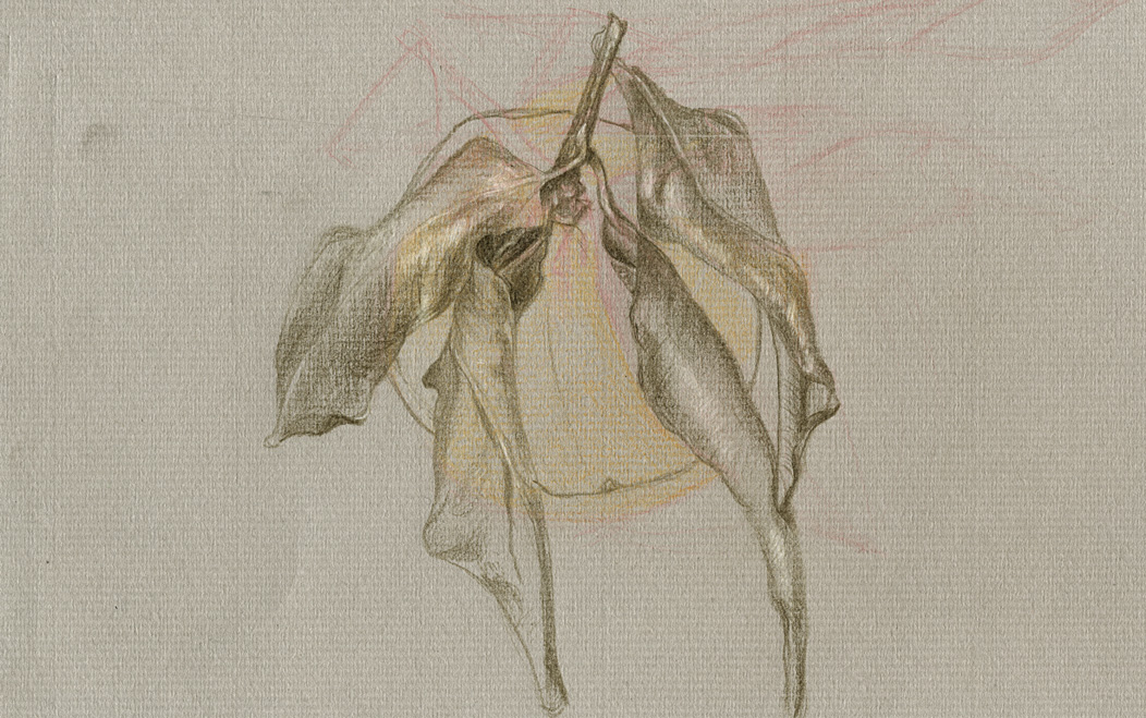 Colored-pencil drawing on gray paper: a dead tulip, petals collapsed like drapery over a ghost of yellow