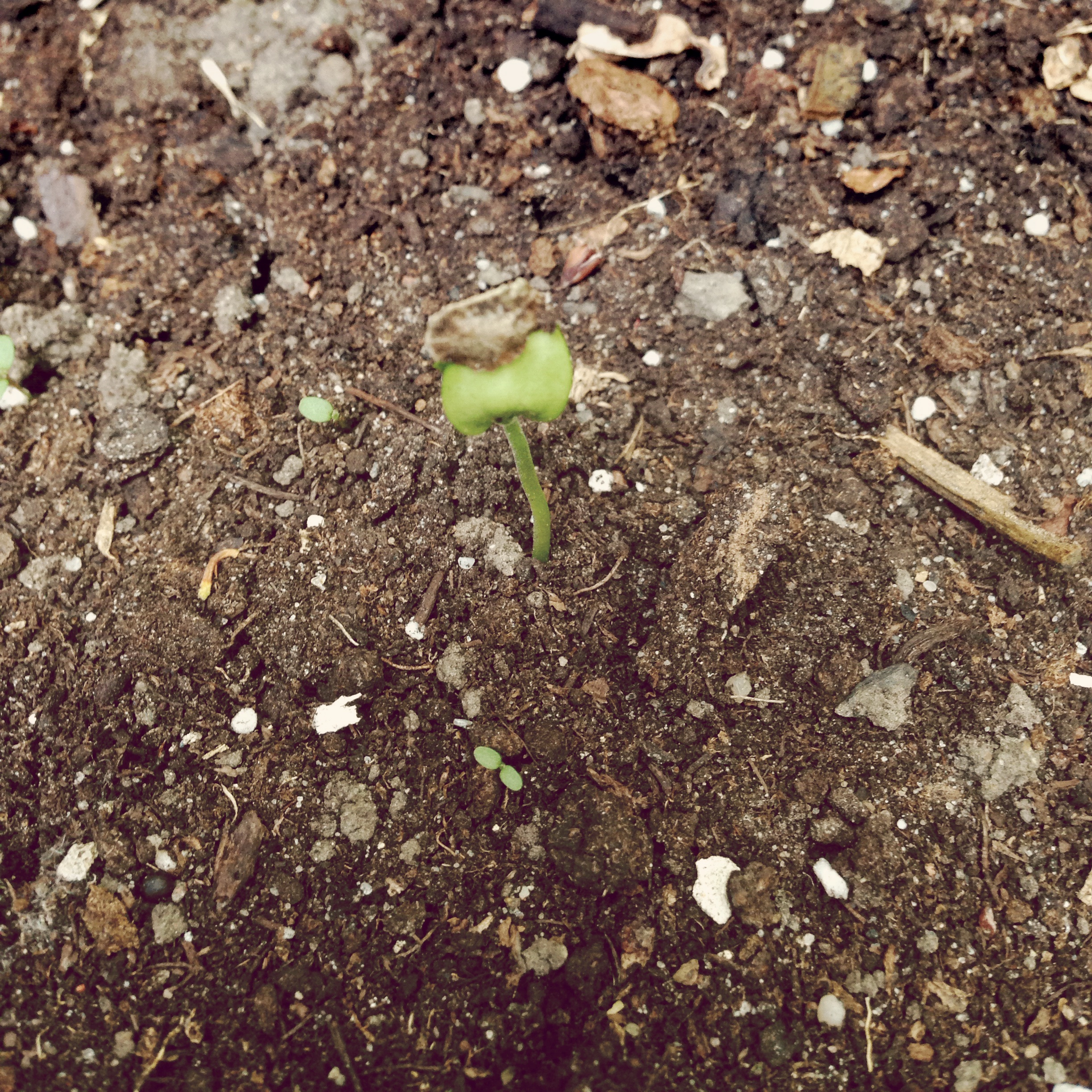 A single seedling pushing up through dark soil, seed husk still capping one cotyledon like a hat