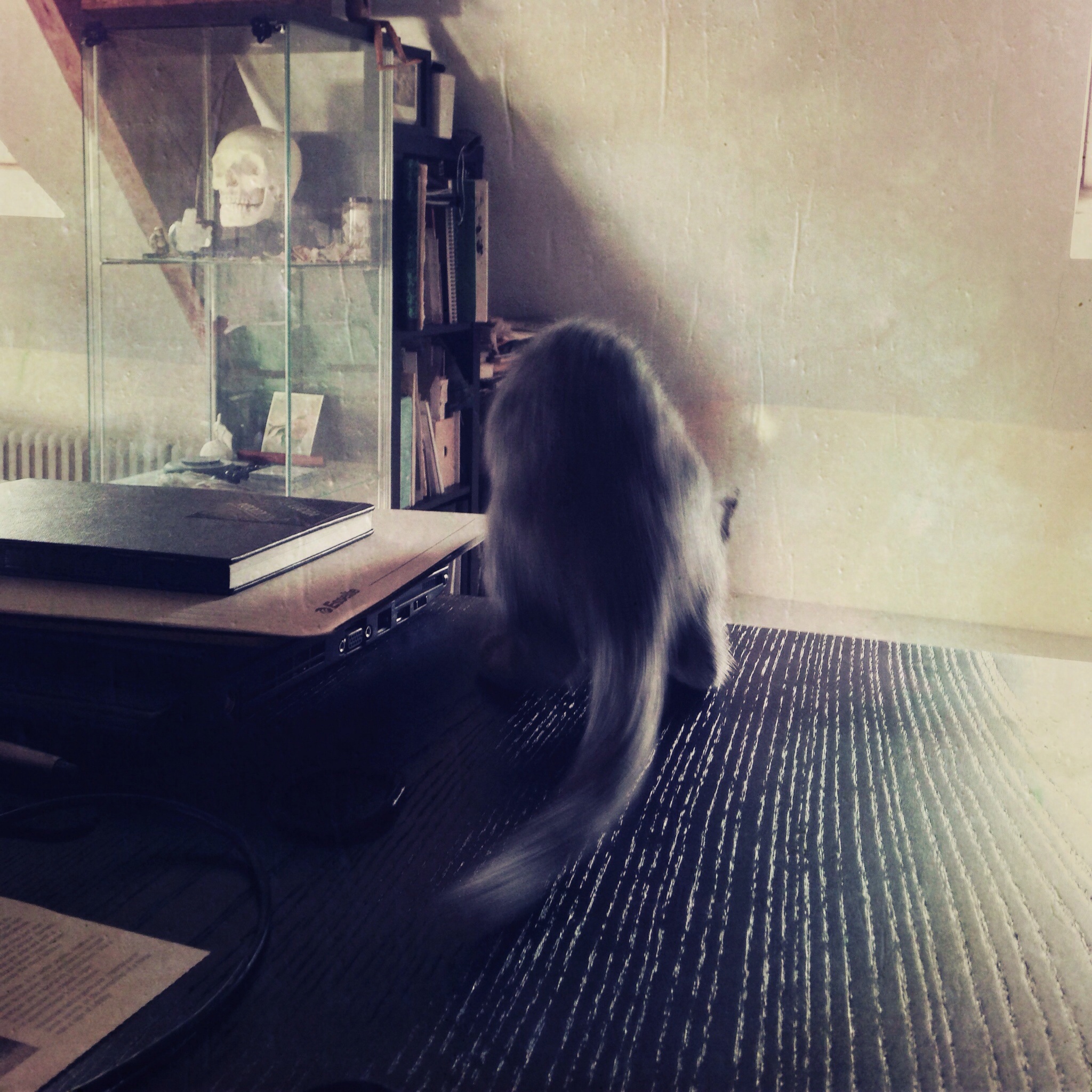 A gray cat, blurred mid-shake, sitting on the desk between the laptop and the glass cabinet where the skull keeps watch