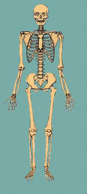 Textbook skeleton standing in anatomical position, palms forward, on a teal ground Textbook skeleton standing in anatomical position, palms forward, on a teal ground