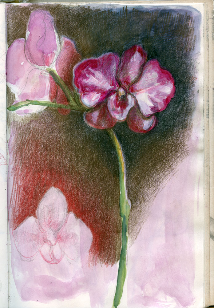 Sketchbook 44: a magenta orchid painted in gouache and colored pencil against a smoky black-brown ground, buds above and a fainter penciled bloom emerging below Sketchbook 44: a magenta orchid painted in gouache and colored pencil against a smoky black-brown ground, buds above and a fainter penciled bloom emerging below