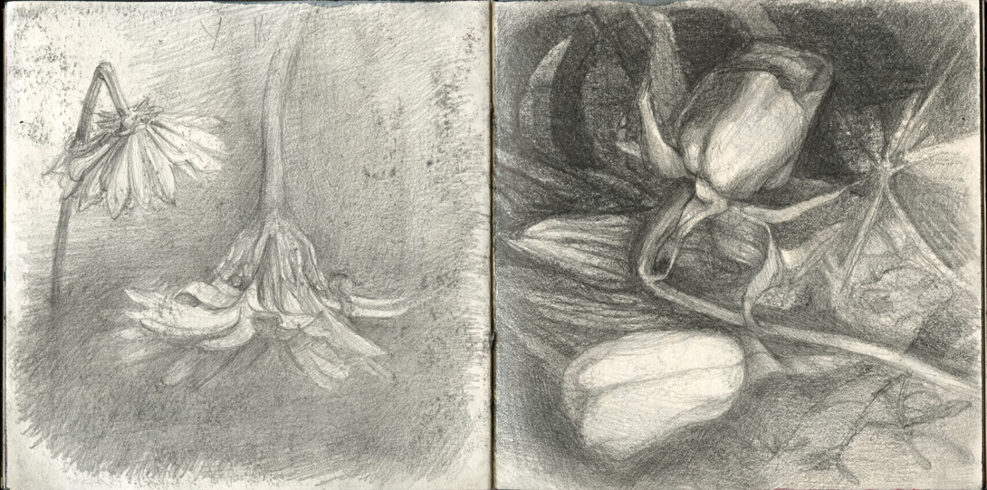 Sketchbook 45 spread: graphite portraits of dying flowers — a drooping daisy over collapsed petals at left, a closed rose bending on its stem beside a tulip at right