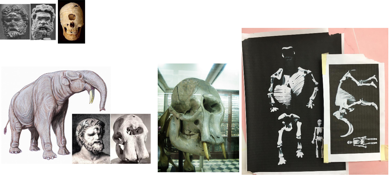 Reference collage for the cyclops: elephant and Deinotherium skulls, a museum proboscidean skull whose nasal cavity suggests one eye, Polyphemus sculptures and skeleton photograms