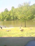 Blurry cellphone photo from Mom: Canada geese grazing on a sunlit lawn at Eagle Creek, a green pond and trees behind