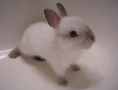A small white bunny with grey ears and nose sitting in a white bathtub, looking up with one dark red eye