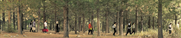 Wide still from Bill Viola's Going Forth By Day: a procession of people carrying bags and jackets walks steadily through a sunlit pine forest