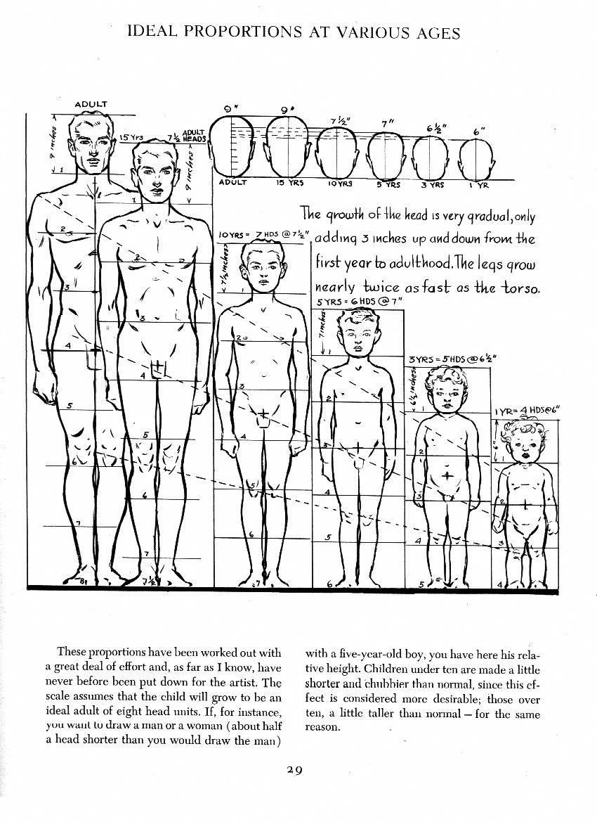 Andrew Loomis's 'Ideal Proportions at Various Ages': male figures from one year to adult divided in head units, noting the legs grow nearly twice as fast as the torso Andrew Loomis's 'Ideal Proportions at Various Ages': male figures from one year to adult divided in head units, noting the legs grow nearly twice as fast as the torso