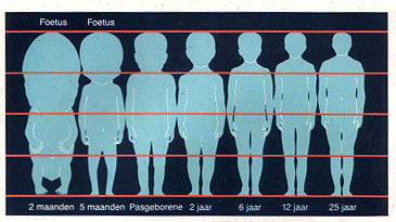 Dutch growth chart of pale blue body silhouettes from two-month foetus to 25-year-old adult, heads aligned along red horizontal lines