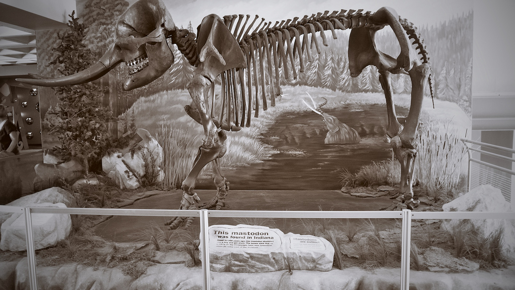 Sepia museum display of a mastodon skeleton before a painted marsh mural, its label reading 'This mastodon was found in Indiana'