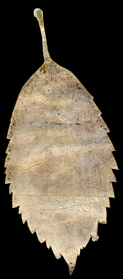 Scan of a single leaf gilded entirely in tarnished silver, its serrated edge and stem intact against black