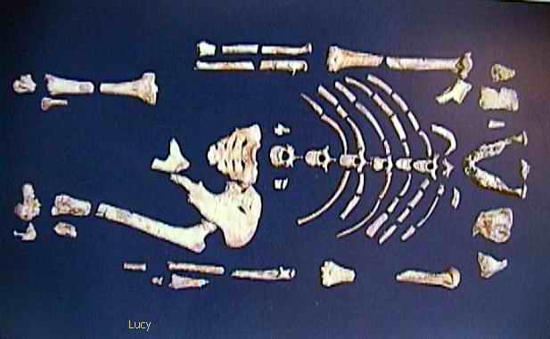 The fossil skeleton of Lucy, the Australopithecus afarensis: her scattered bones — skull fragments, ribs, pelvis, limb pieces — laid out on dark blue cloth