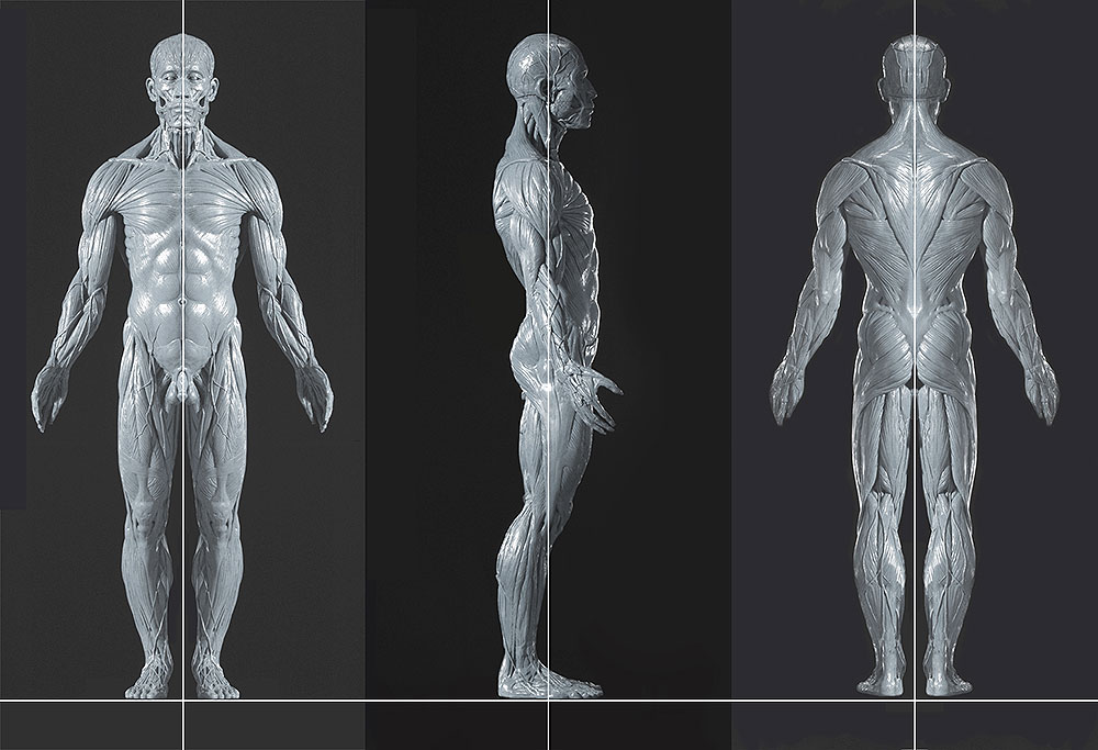 Freedom of Teach male écorché reference figure in grey resin: front, side, and back views of the full flayed musculature