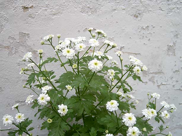 A feverfew plant (moederkruid) with small white double blooms and green ferny leaves against a peeling whitewashed wall A feverfew plant (moederkruid) with small white double blooms and green ferny leaves against a peeling whitewashed wall