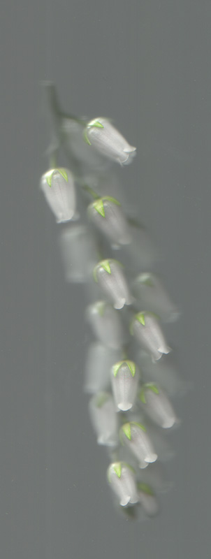 Soft flatbed scan of a Pieris sprig, its white bell-shaped spring blossoms hanging in rows against grey-green