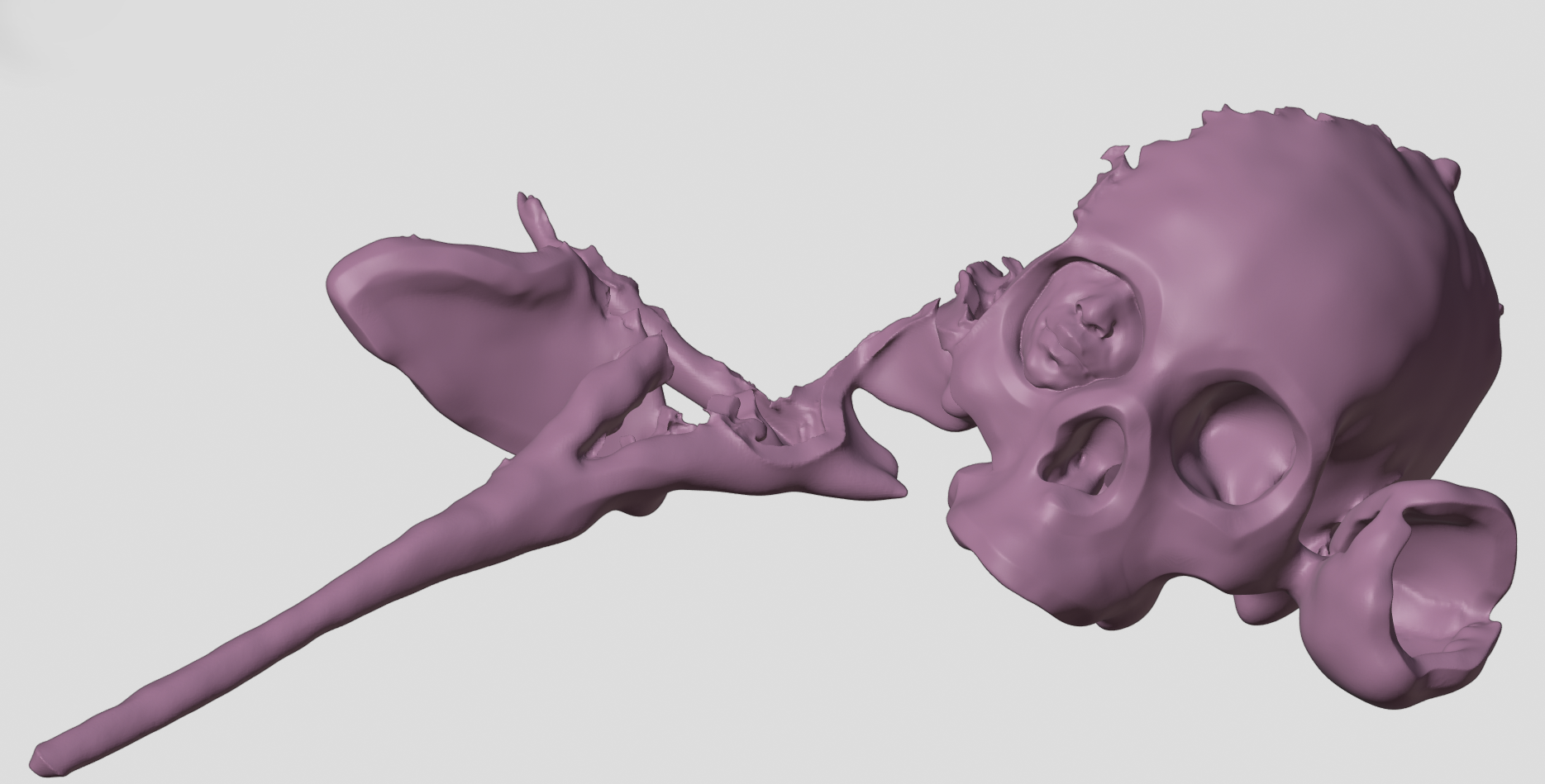 The Mystery, first ZBrush version in mauve: a skull with a small serene face nested in its eye socket, trailing a long bone stem and torn wing of ear The Mystery, first ZBrush version in mauve: a skull with a small serene face nested in its eye socket, trailing a long bone stem and torn wing of ear