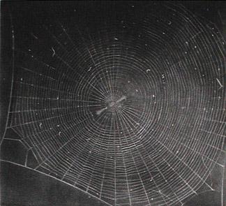 Vija Celmins drawing of a spider web: concentric silk rings and radial spokes in white on black