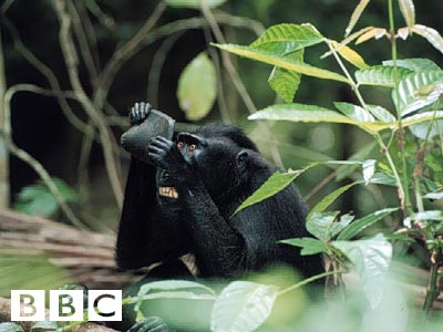 BBC photograph of a black crested macaque crouched in jungle foliage, peering intently into an object held up to its face