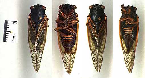 Four pinned cicada specimens beside a millimetre ruler, shown from above and below, dark bodies with amber-veined translucent wings