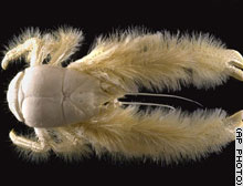 AP photograph of the yeti crab Kiwa hirsuta: a white deep-sea crab, its long arms shaggy with pale silky bristles