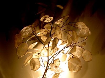A branch of lunaria held before a lamp, its papery translucent seed pods glowing amber and pearl