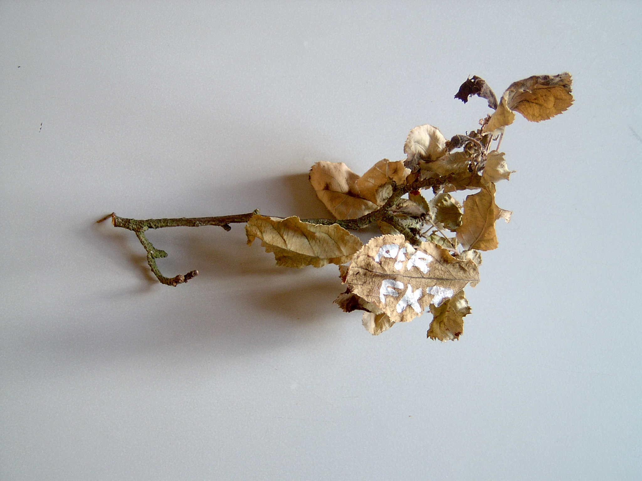 A dead twig with curled brown leaves on a grey ground, two leaves lettered in white paint to spell perfekt